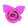 Flor Artificial Rosa Color Fiusha De 5.5cm 24 Piezas Fiusha