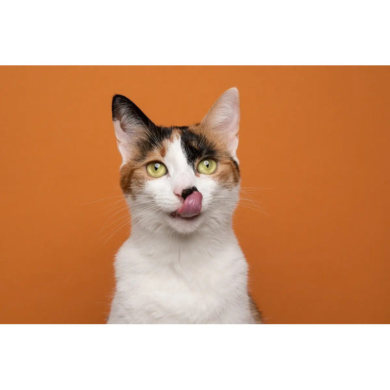 Alimento Para Gato Adulto Raza Mediana Sabor Salmón De 85 G