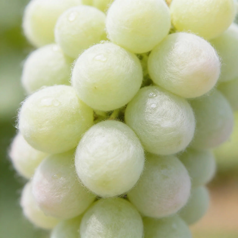 Uva Cotton Candy 1.36kg