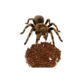 Alimento Vivo Para Reptiles Y Tarantulas Madagascar Ch 100pz