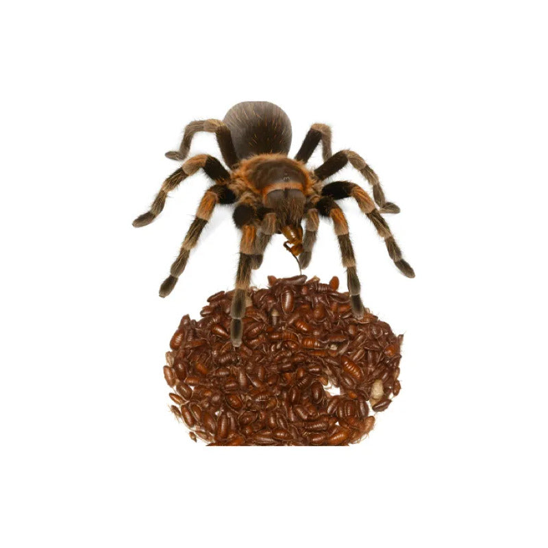 Alimento Vivo Para Reptiles Y Tarantulas Madagascar Ch 100pz