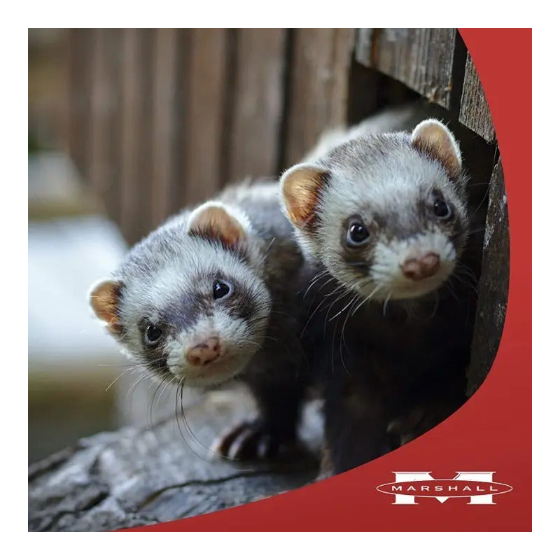 Alimento Hurón Súper Premium Marshall Ferret Diet Gde 1.8kg