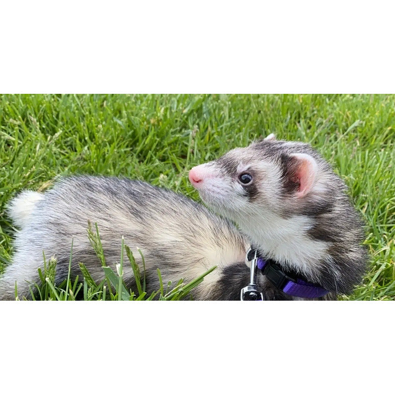 Alimento Hurón Súper Premium Marshall Ferret Diet Gde 1.8kg